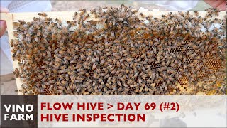 Flow Hive  Inspection  Day 69 Part 2  Beginner Beekeeping [upl. by Aremahs]