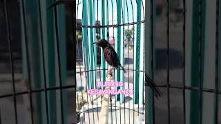 BURUNG KECIL KESAYANGANKU burung burungkecil burungkemade konin kolibri [upl. by Nytsirc]