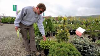 Conifers  The Street Smart Gardener [upl. by Thorndike]