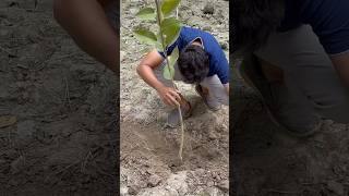 Nonstop tree plantation in India  2025  We planting 2 million Tree 🌳 in 2025  Our Mission [upl. by Hctim953]