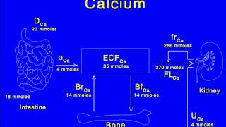 Calcium Nephrolithiasis [upl. by Arihsay]