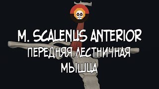 Передняя лестничная мышца m scalenus anterior 3D Анатомия [upl. by Michaele654]