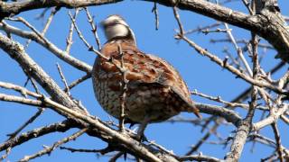 Northern Bobwhite Quail [upl. by Thibaud]