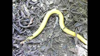 Schistometopum thomense São Tomé Caecilian cobra bobo [upl. by Harts]