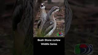 Bush Stonecurlews weird call shorts [upl. by Scammon]