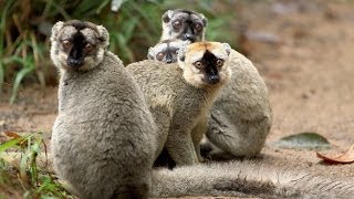 Island of Lemurs Madagascar  Behind the Scenes Featurette HD [upl. by Liatnahs533]