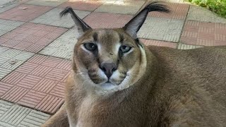 Gosha is Resting in the Garden  Big Floppa caracal [upl. by Ydennek]