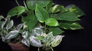 Epipremnum pinnatum  Efeutute Pothos [upl. by Amador]