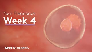 4 Weeks Pregnant  What to Expect [upl. by Seen799]