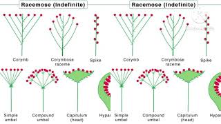 inflorescence Racemose amp cymose inflorescence [upl. by Steffi]