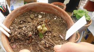 Cutting back pelargoniums in autumn [upl. by Harrow]