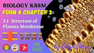 31 Structure of Plasma Membrane [upl. by Kristine937]