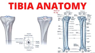 Tibia Anatomy [upl. by Hannaoj]