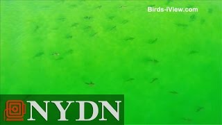 Drone captures hundreds of sharks off Florida coast [upl. by Namruht967]