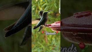 ⚘️Friends⚘️ hummingbirds wildlife birdslover sade [upl. by Laersi6]