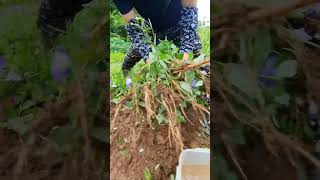 Easy and quick harvest of bellflower roots [upl. by Avika]