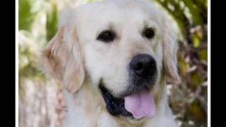 Video Homenaje a Pipo Golden Retriever de La Solana [upl. by Kwang]