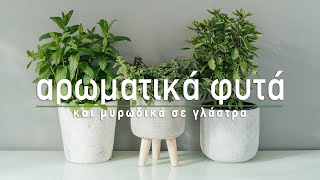 🌿 Αρωματικά φυτά και μυρωδικά σε γλάστρα  Τα Μυστικά του Κήπου [upl. by Adrahs]