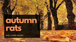 Autumn Rats  Air Rifle Pest Control [upl. by Noiro]