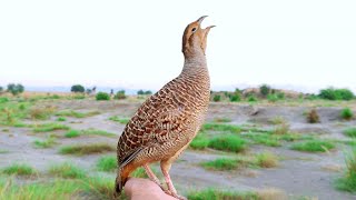 Teetar ki awaaz  Teetar voice  gray francolin teetar sound  Female teetar awaz [upl. by Elaweda306]