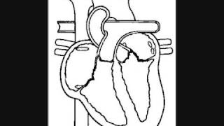 The Heart Electrical Mechanical and EKG [upl. by Ycrep858]