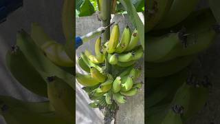 ഇങ്ങനെയും വെട്ടാം😳 fruit harvest mygarden gardening shorts youtubeshorts beautifulnature 🤩 [upl. by Gamaliel265]