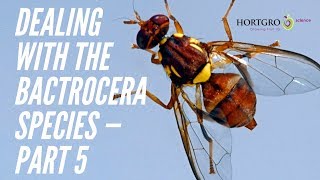 Part 5 — The Bactrocera species — What you need to know [upl. by Sollie161]