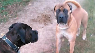 CANE CORSO meets South Afr BOERBOEL  2 Strong Mastiff Dogs [upl. by Aimo]