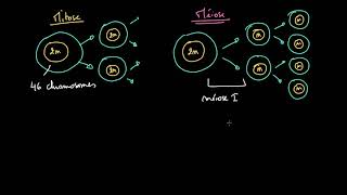 Comparaison entre mitose et méiose [upl. by Rey]