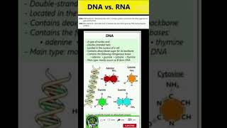 DNA vs RNA [upl. by Wesa483]