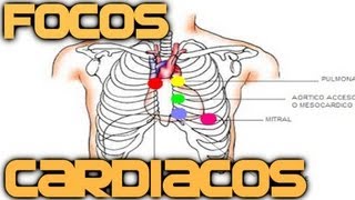 Focos Cardiacos Auscultación en 4 min  Medicina en Videos [upl. by Ydnerb]