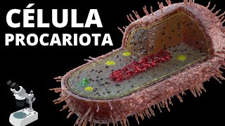 👩‍🏫La CÉLULA PROCARIOTA  Sus partes organelos celulares características y funcionamiento🦠 [upl. by Ynehteb]