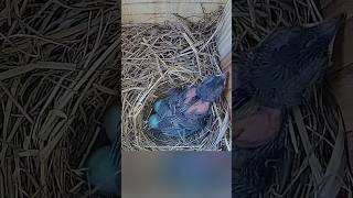 BiiiiiiiiiG Stretch 🐦🥱 bluebirds birds birdslover nestbox floridabirds nature [upl. by Notliw]