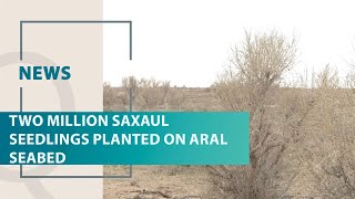 Two million saxaul seedlings planted on Aral seabed Qazaq TV News [upl. by Nadbus]