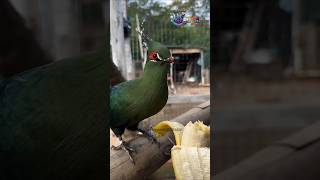 TuracoBird bird nature wildlife pets animals [upl. by Kazmirci]