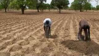 Integrated soil fertility video [upl. by Epperson]