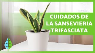 Cómo CUIDAR la planta LENGUA de SUEGRA 🌿 SANSEVIERIA TRIFASCIATA [upl. by Eduino188]