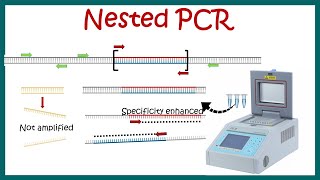 Nested PCR  Principle and usage [upl. by Helsie]