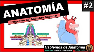 🔴👉 ANATOMÍA 🟩 IRRIGACION DEL MIEMBRO SUPERIOR 🟪 [upl. by Welles253]