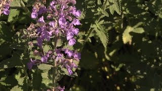 Homegrown  Catmint An Easy Garden Favorite [upl. by Neelyaj578]