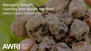 Managing Botrytis Learnings from across the ditch [upl. by Attiuqahs]