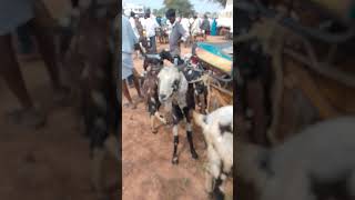 VM Sheep Farmsheepfarm animals achampet sheep goat trendingshorts viralshort short [upl. by Rivkah]