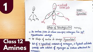 1 Amines Structure of Amines Chapter9 organic chemistry class 12 neet jee chemistry [upl. by Askwith]