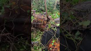 Fordson standard model n 1940 tractor restoration project hedgerow find [upl. by Farlie387]