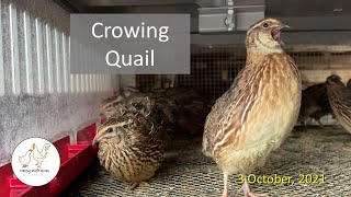 Crowing Quail [upl. by O'Connor]