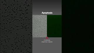 Apoptosis Timelapse video of apoptosis in HeLa cells BrightfieldampFluorescence Curiosis shorts [upl. by Enneire]