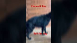 King shit song  dogs for sell  kisi bhai ko chahiye ko comment kro dogsvideo dogking trending [upl. by Sinnoda]