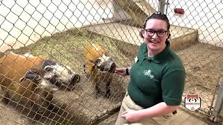 Oglebay Good Zoo  Red River Hogs Care [upl. by Waugh517]