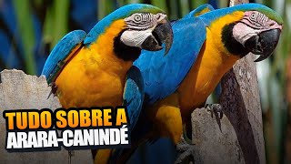 Araracanindé A Beleza Vibrante dos Céus Tropicais [upl. by Atiniv]