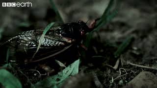 This Fungus Turns Insects Into Zombies  Natural Born Killers  BBC Earth [upl. by Nnylodnewg411]